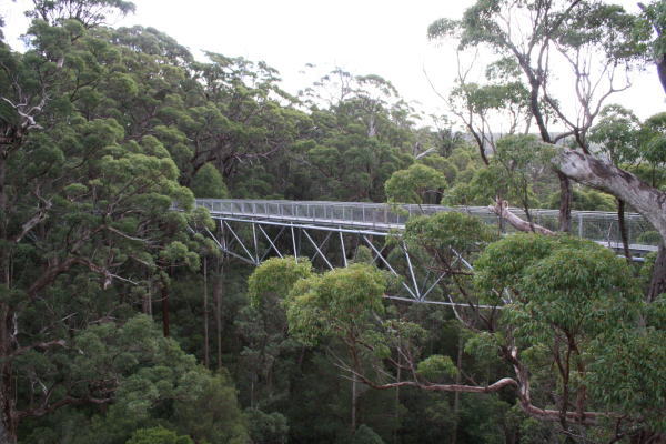 c[gbvEH[N@Tree Top Walk